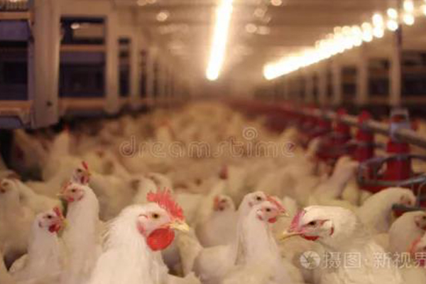 Henan Ruihang Agriculture and Animal Husbandry Science Chicken Raising Basic Knowledge Sharing